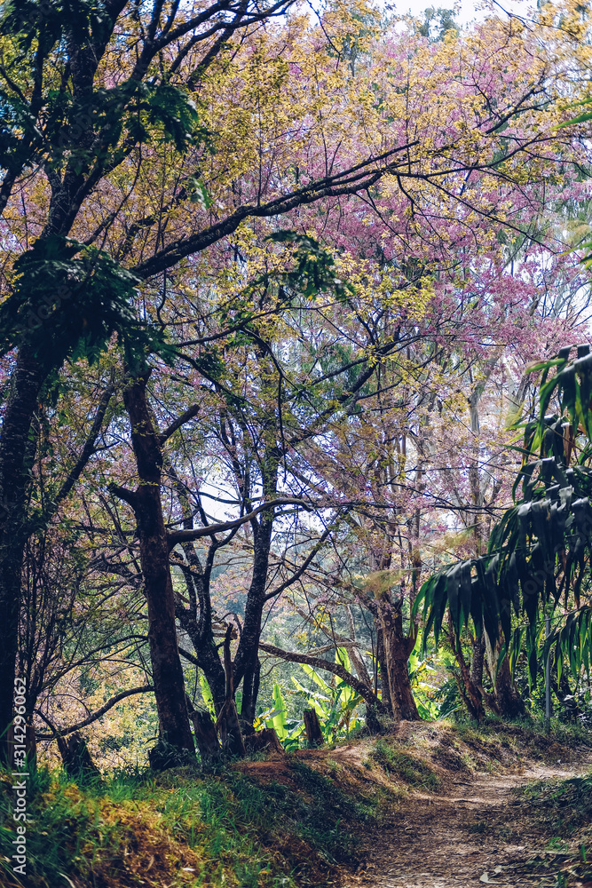 Fototapeta premium trail path pathway in tropical forest