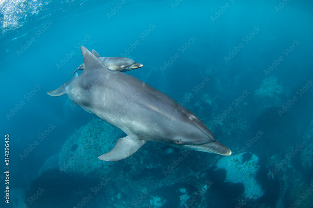 Fototapeta premium dolphins parent and children