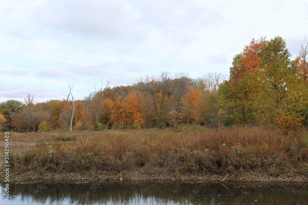 DuPage River with trees with fall colors at McDowell Grove Forest Preserve in Naperville, Illinois