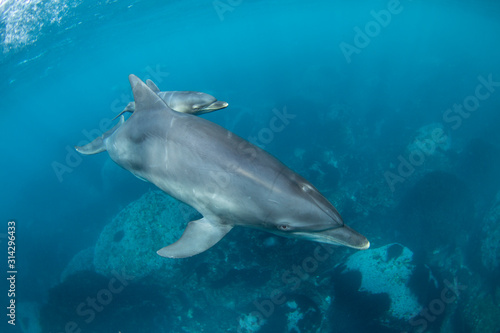 dolphins parent and children © 敏治 荒川