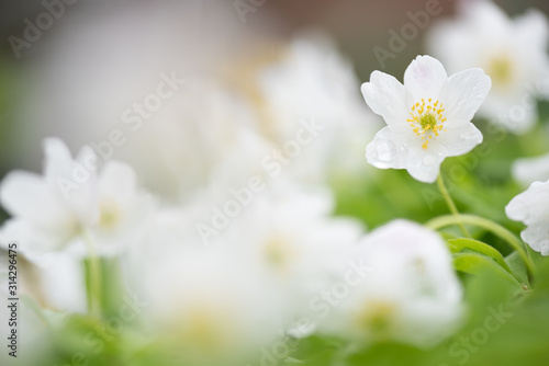 Wood anemones, Anemone nemorosa, white spring flowers in the forest. © ekim