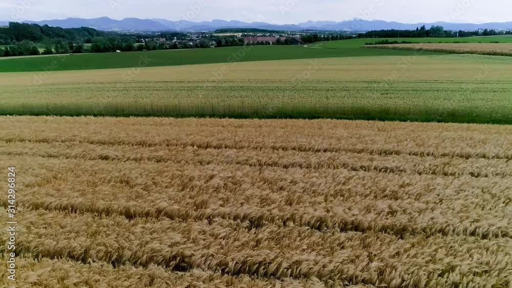 Flug Gerste Weizen Mais Flug Gerste Weizen Mais