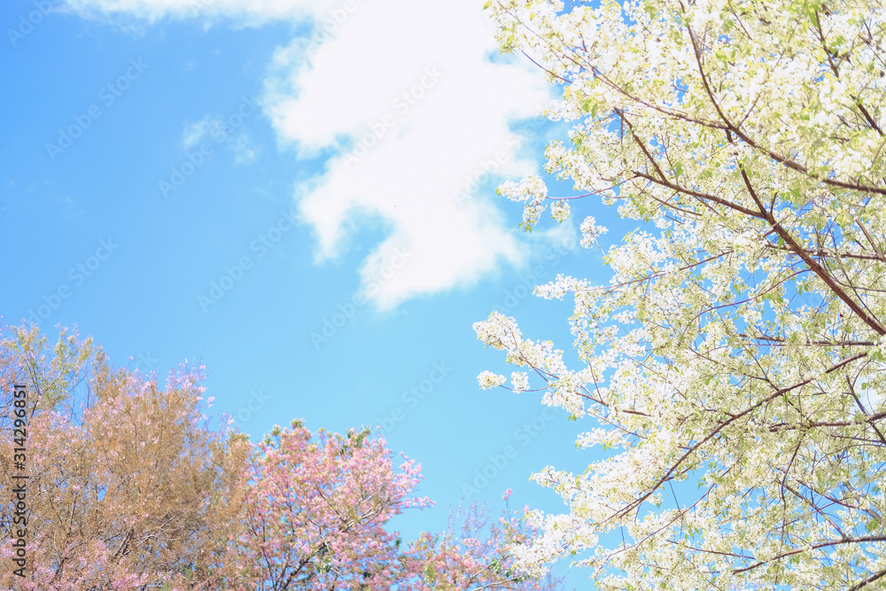 wild himalayan sakura cherry blossom flower. blooming pink white flora tree wild himalayan sakura cherry blossom flower. blooming pink white flora tree