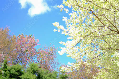 Wallpaper Mural wild himalayan sakura cherry blossom flower. blooming pink white flora tree Torontodigital.ca