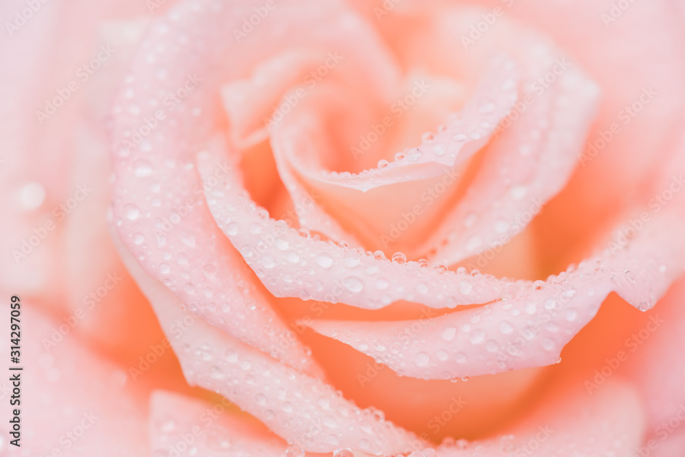 Pink bloom rose in garden. Home outdoor decoration and gardening concept Pink bloom rose in garden. Home outdoor decoration and gardening concept