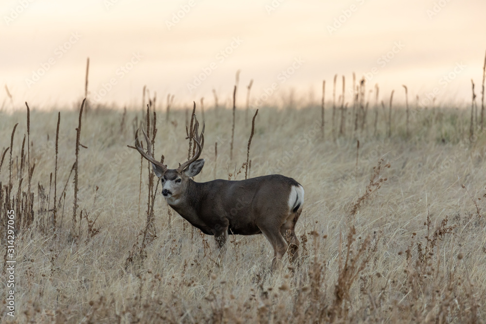 Fototapeta premium Mule Deer Buck in the Fall Rut in Colorado