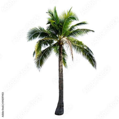 Coconut tree isolated on the white background.