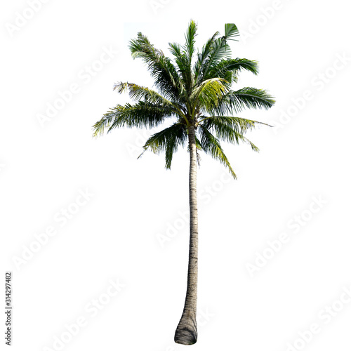 Coconut tree isolated on the white background.