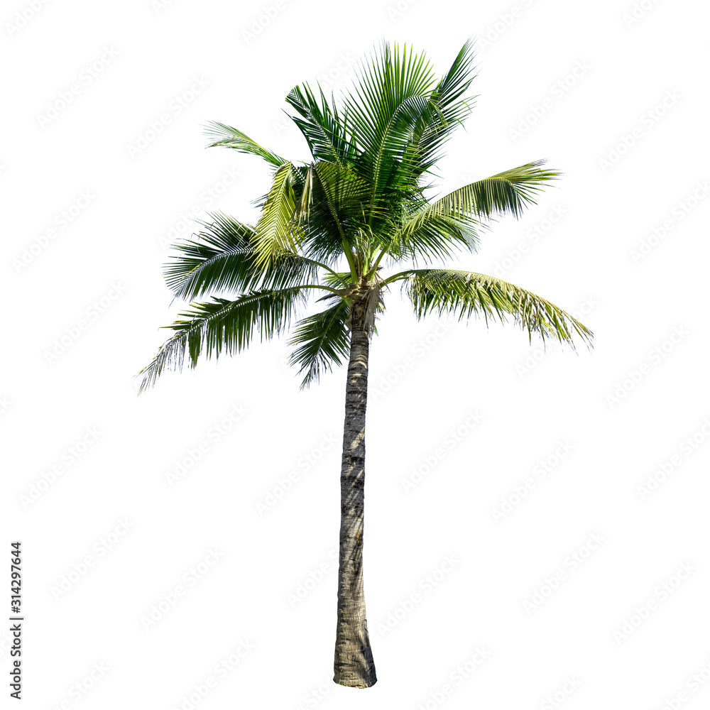 Fototapeta premium Coconut tree isolated on the white background.