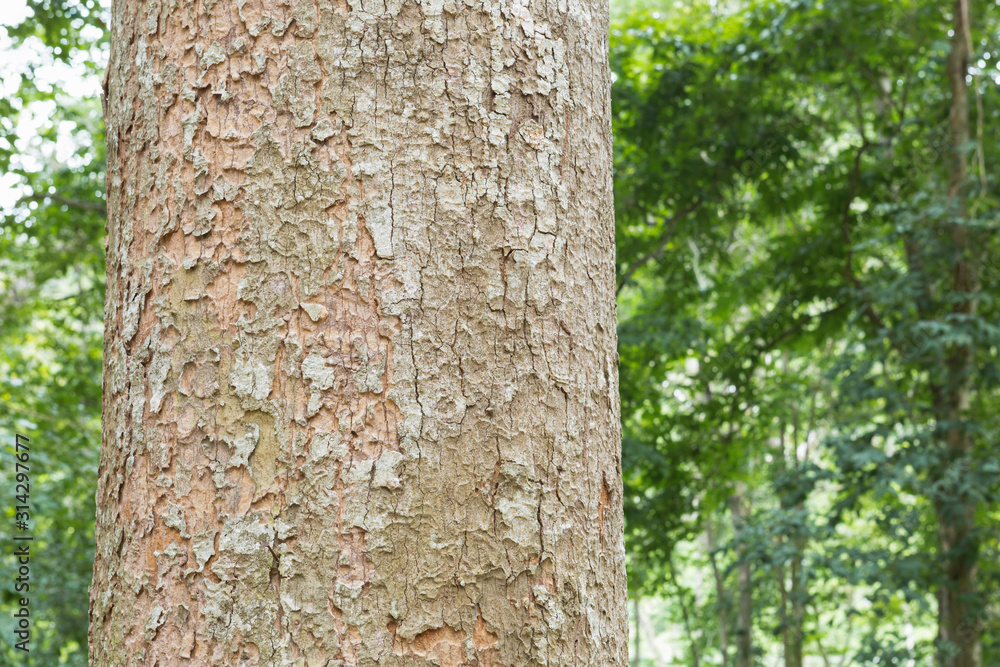 tree in the forest with blurred background