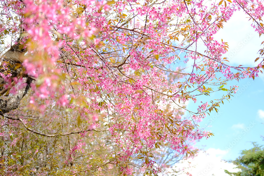 wild himalayan sakura cherry blossom flower. blooming pink flora tree