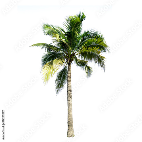Coconut tree isolated on the white background. © KE.Take a photo