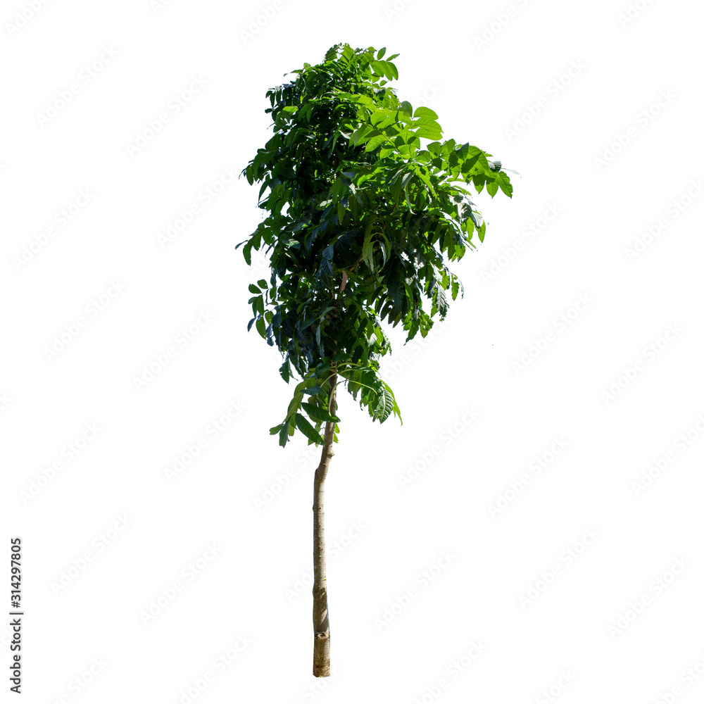 Naklejka premium Trees isolated on the white background.