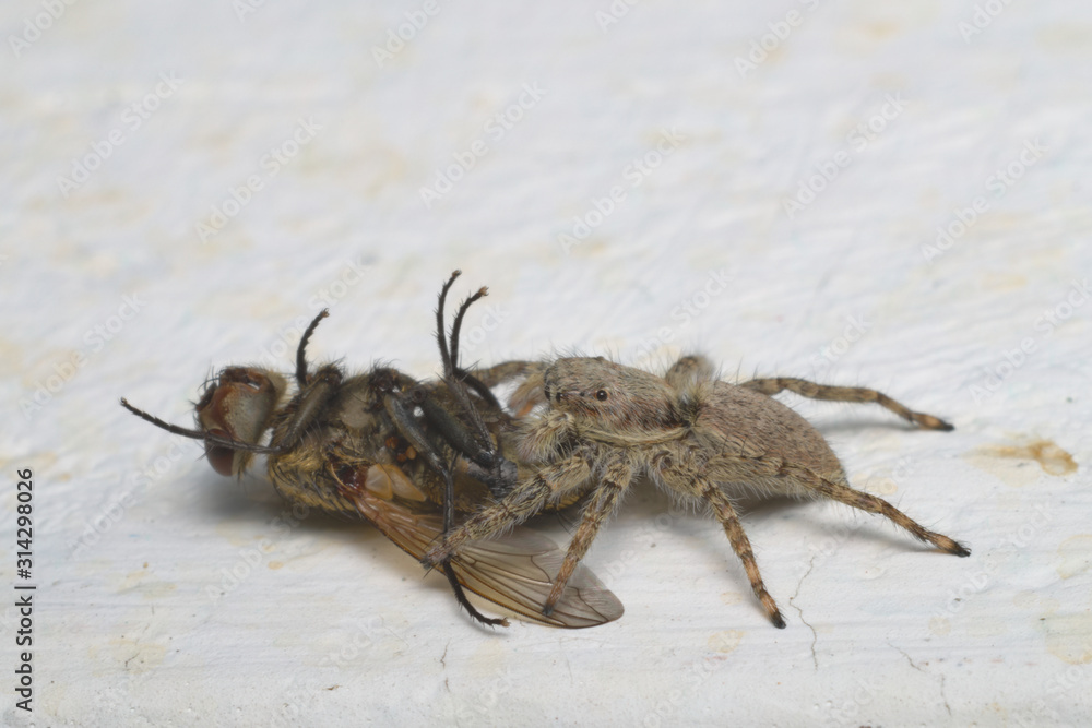 Gray jumping spider eating a fly on a house wall in Italy.