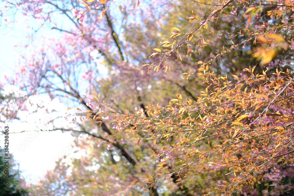 wild himalayan sakura cherry blossom flower. blooming pink flora tree wild himalayan sakura cherry blossom flower. blooming pink flora tree