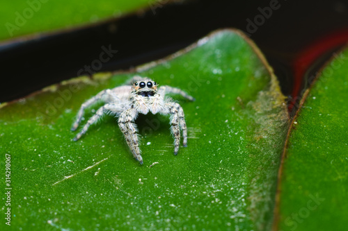 Gray jumping spider foun in an Italian house during summer photo