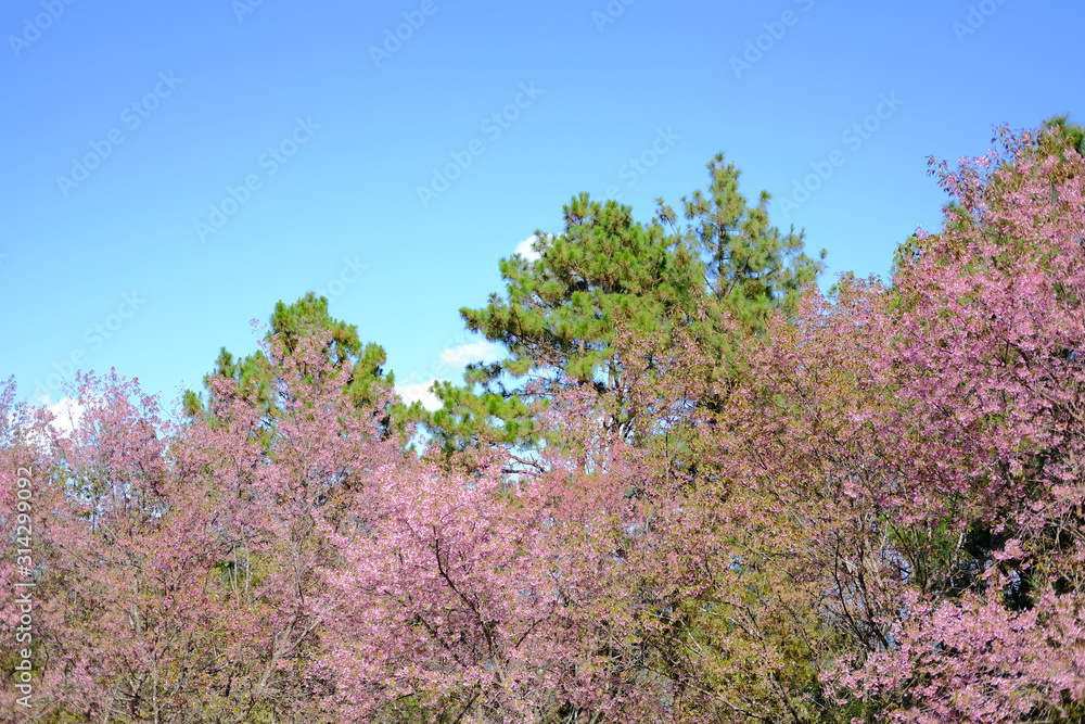 pine tree & wild himalayan sakura cherry blossom flower. blooming pink flora tree pine tree & wild himalayan sakura cherry blossom flower. blooming pink flora tree