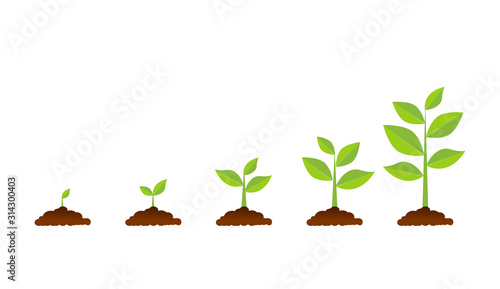 The tree that grows from seed is a big tree with green color and the seedlings grow into a big tree. Vector illustration