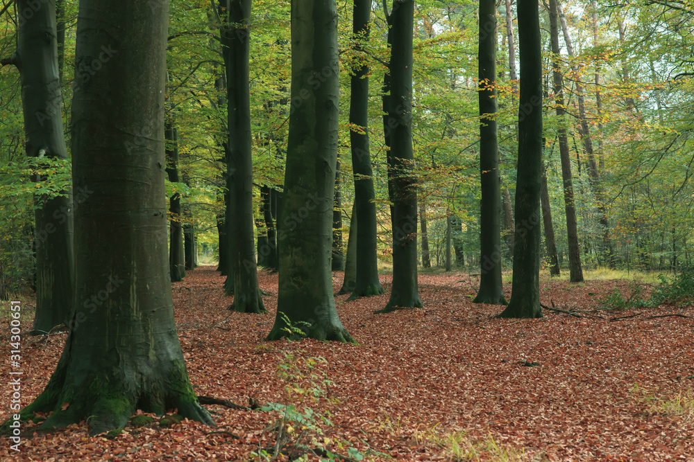 Tree trunks in deciduous forest in autumn. Tree trunks in deciduous forest in autumn.
