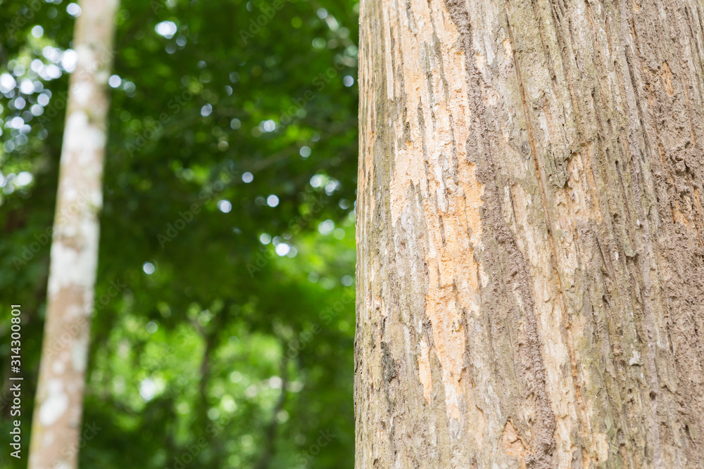 Teak tree in the forest with blurred background Teak tree in the forest with blurred background
