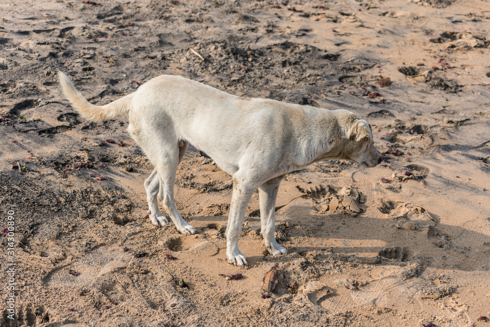 Indian street dogs playing and feed in the sea shore at In sunny Midday at Bimli Beach, Visakhapatnam, India. Indian street dogs playing and feed in the sea shore at In sunny Midday at Bimli Beach, Visakhapatnam, India.