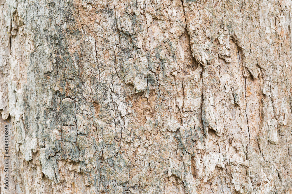 Old tree bark very detailed texture background Old tree bark very detailed texture background