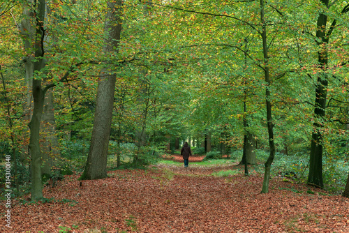 Single woman walking on forest path during fall.