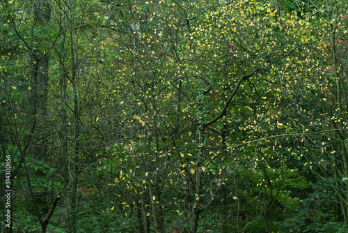 Tree trunks and autumn foliage in woods.