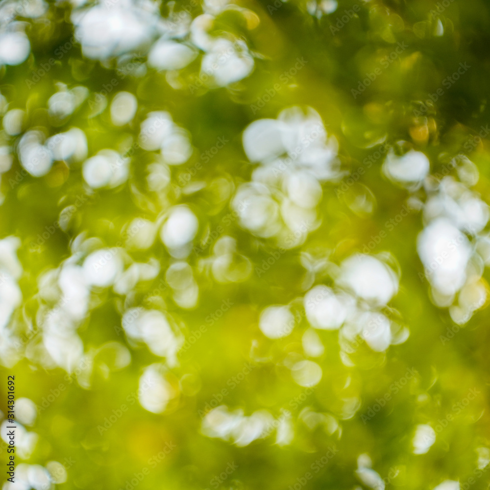Abstract nature bokeh background. Abstract nature bokeh background.