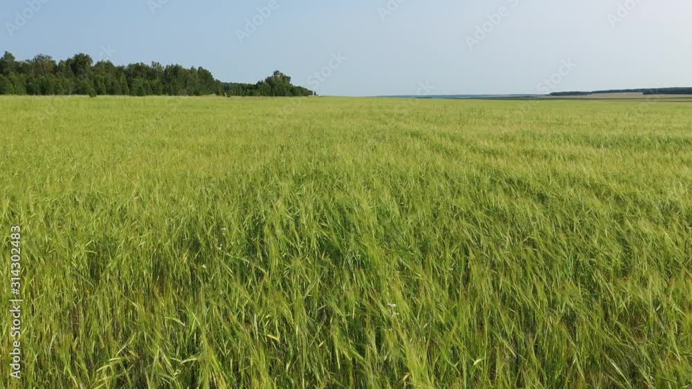 field in the countryside, with landings, summer, flight over the field, aerial photography field in the countryside, with landings, summer, flight over the field, aerial photography
