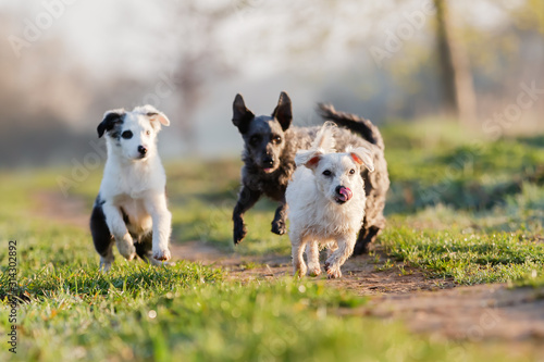 Bilde på lerret three small dogs running on a field path