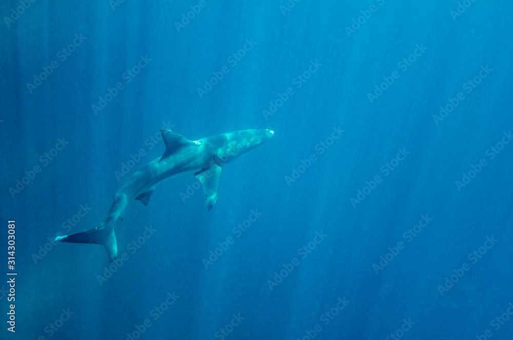 Fototapeta premium A shark swimming in the Pacific Ocean