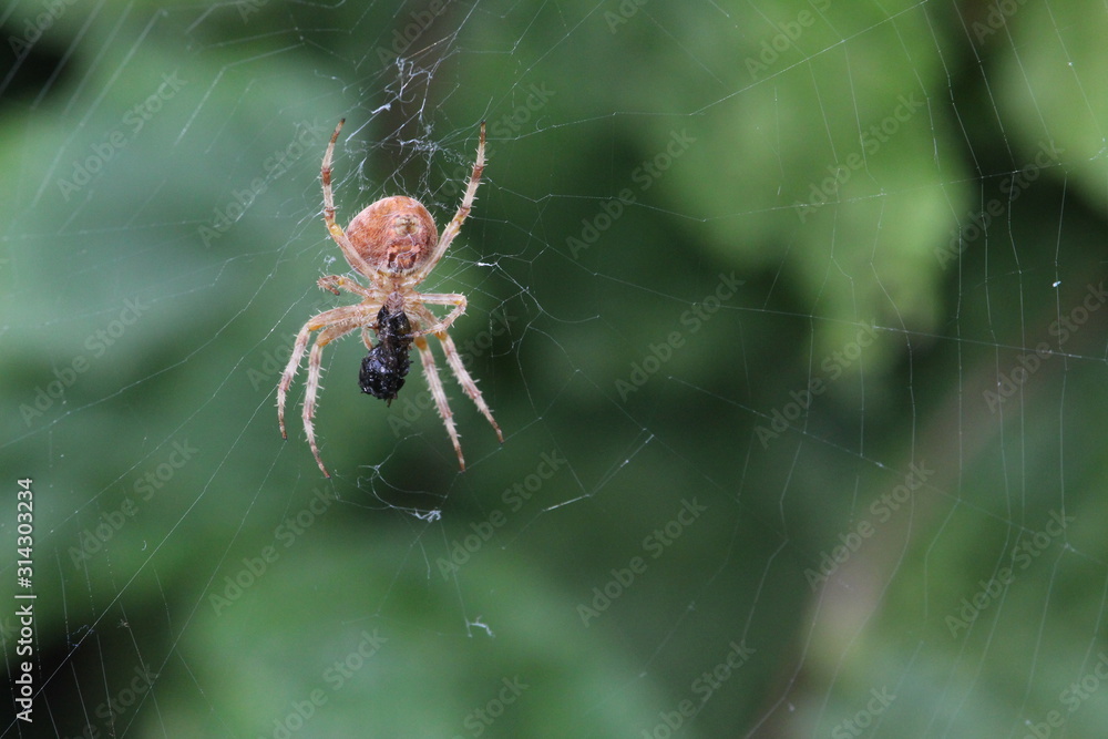 Spinne Spinne