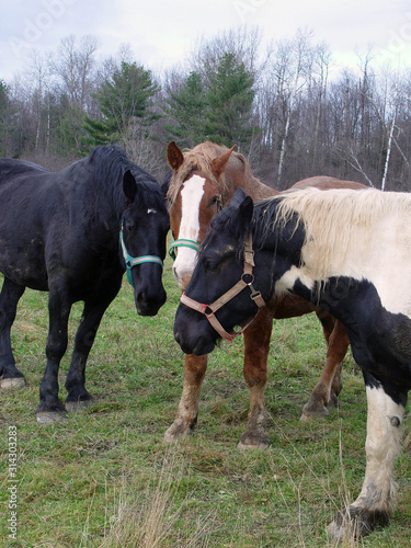 Curious horses looking over a visitor to their pasture