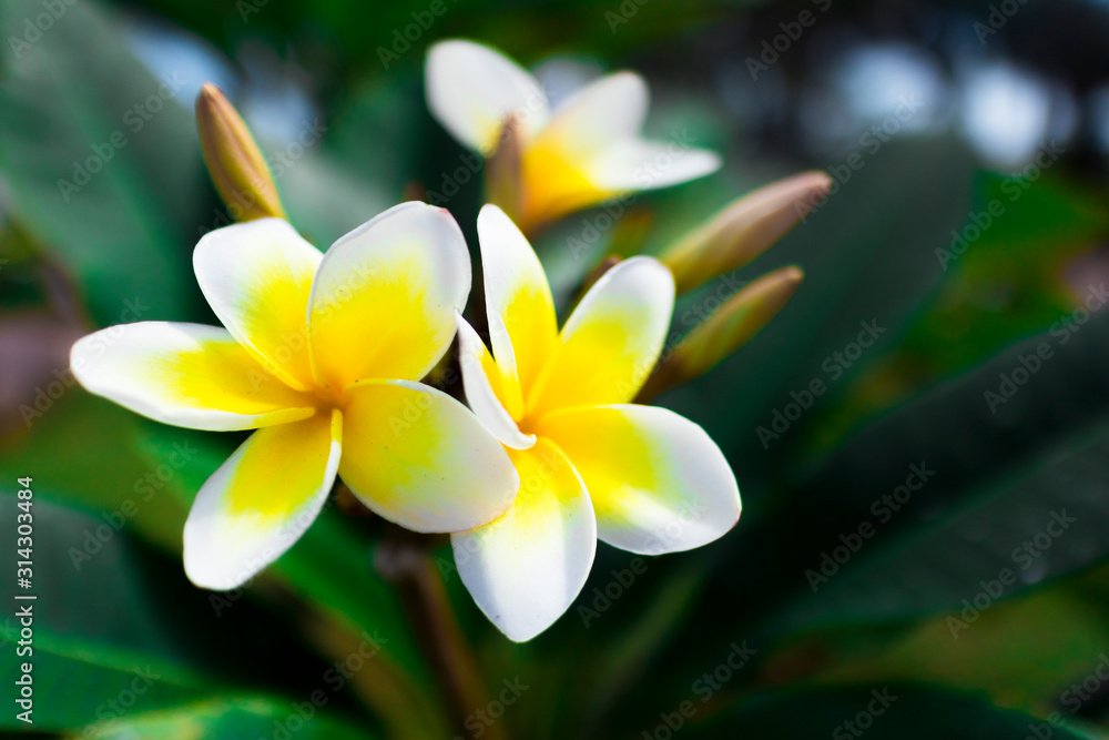 Macro view of the delicate beautiful fresh tropical exotic white and yellow flower Frangipani or Plumeria taken in Asia, Vietnam park or garden. Macro view of the delicate beautiful fresh tropical exotic white and yellow flower Frangipani or Plumeria taken in Asia, Vietnam park or garden.
