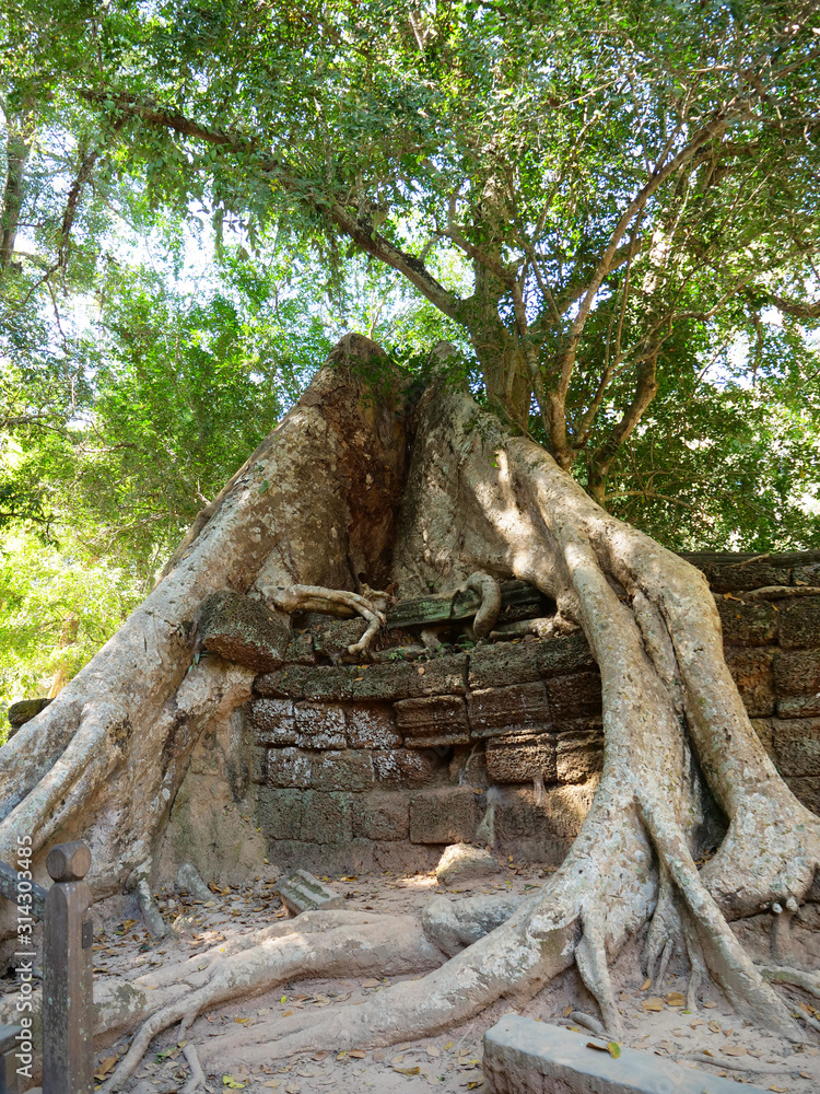 Tree root and stone rock wall at Ta Prohm Temple in Angkor wat complex, Siem Reap Cambodia.