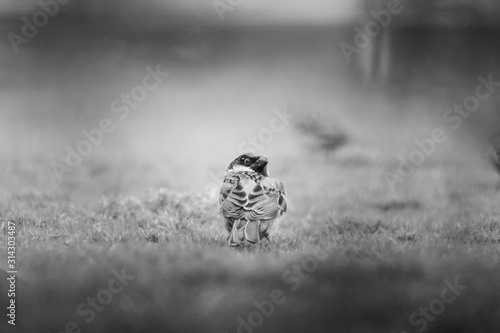 Sparrow in the grass