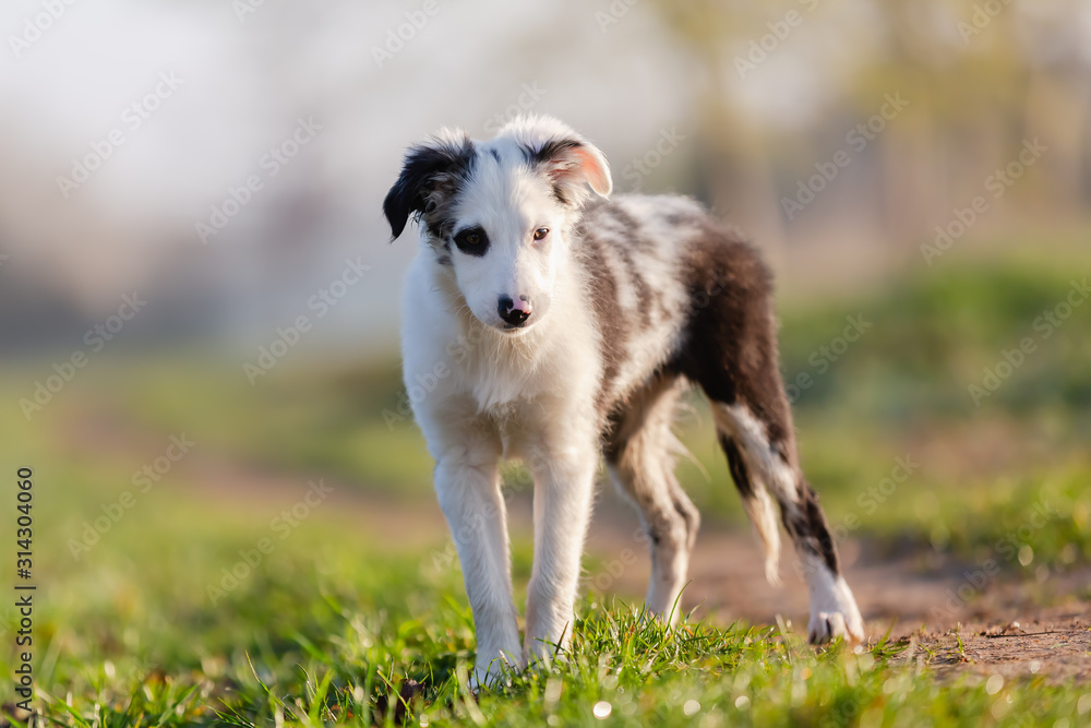 mixed-breed puppy stands on a field path mixed-breed puppy stands on a field path