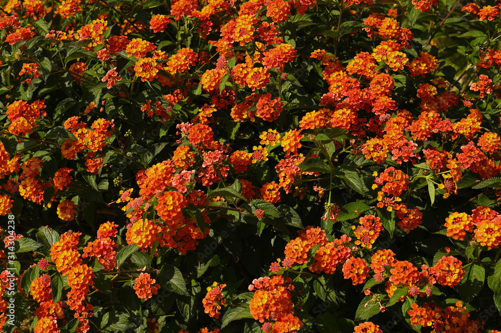 orange vibrant flowers Mallorca, Spain orange vibrant flowers Mallorca, Spain
