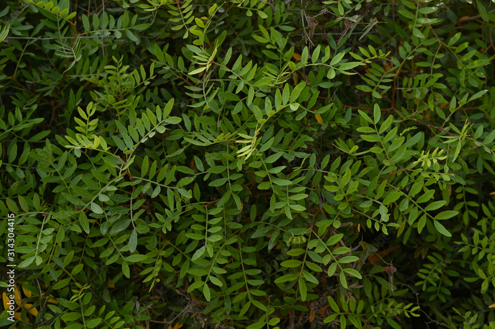green trees overgrown forest in the reserve Mallorca Playa de Muro green trees overgrown forest in the reserve Mallorca Playa de Muro