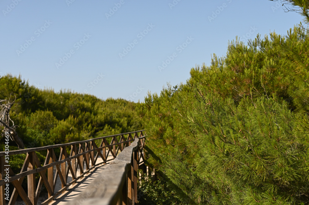 green pine branches in Mallorca in the Playa de Muro reserve