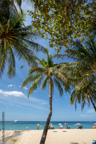view of coconut tree and blue sky on a sunny day