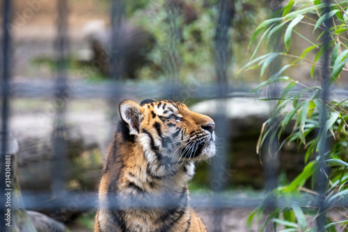 Tigerjunges hinter Gitter