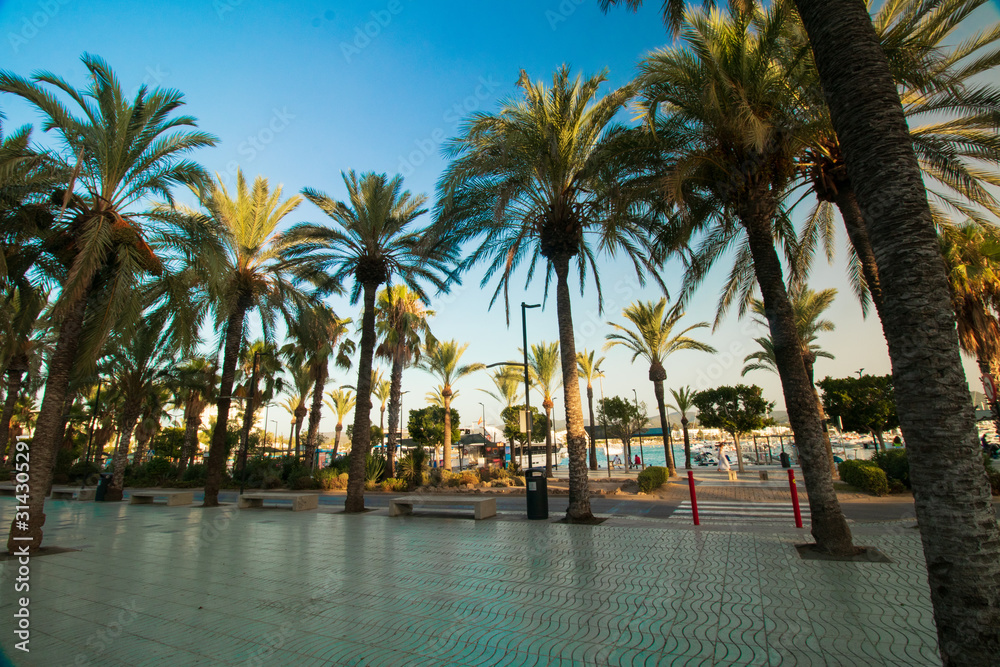 Fototapeta premium palm trees on the beach-ibiza