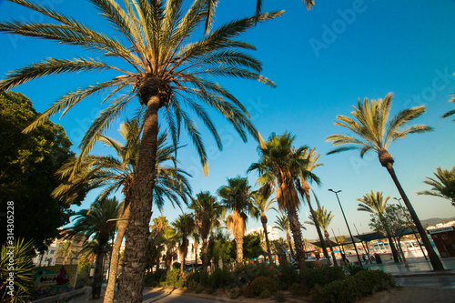 palm trees on beach at sunset-San Antoni-Ibiza