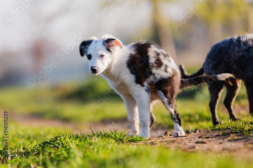 Canvas Print mixed-breed puppy poops on a field path