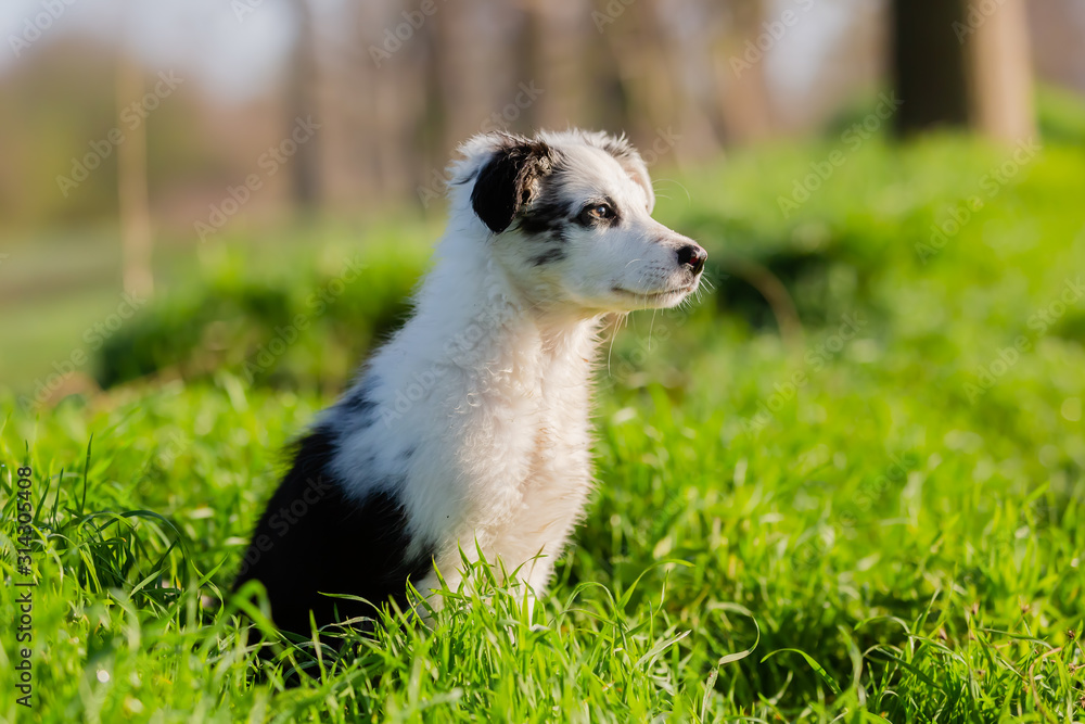 Obraz premium cute mixed-breed puppy sitting in the grass