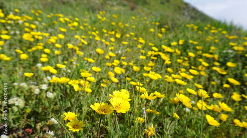 yellow flowers