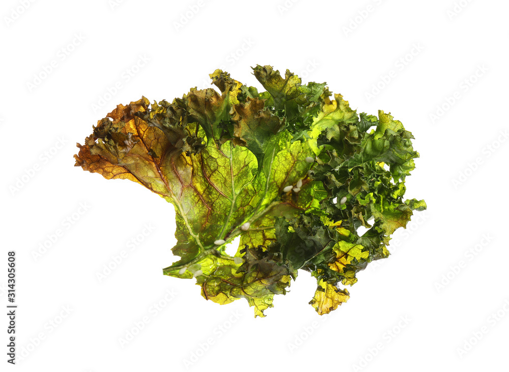 Tasty baked kale chip isolated on white Tasty baked kale chip isolated on white