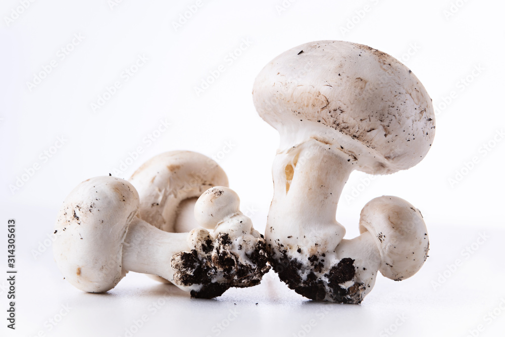 Button mushrooms growing with soil, presented on white background Button mushrooms growing with soil, presented on white background